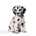 Dalmatian Seatting