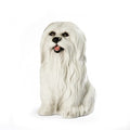 MALTESE 11″