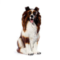Collie 20.5”