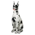 Great Dane 34.5″