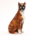 Boxer 21.5″