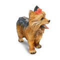 Yorkie 10.5”