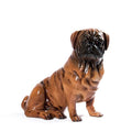 Bulldog patinato 16”