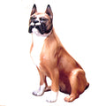 Boxer dog statue 18″H