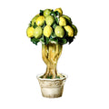 Lemon Tree 18.5”